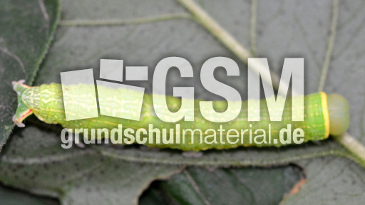 Raupe der Buchen-Kahneule (6).jpg